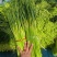 山东金乡蒜苔精品蒜薹新蒜苔产地直发冷库存储量大从优