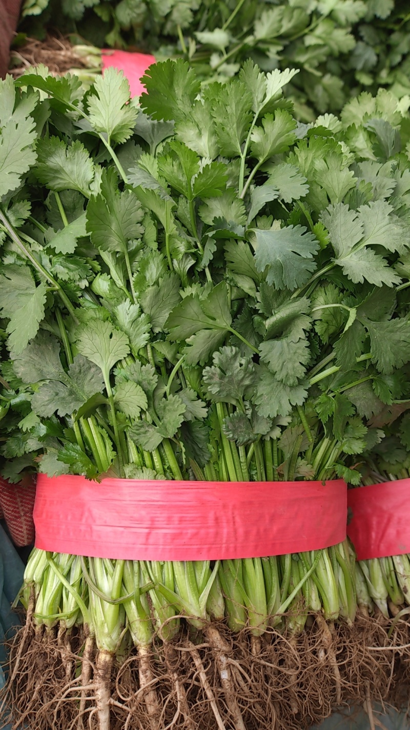 精品大叶香菜，大量上市25到30公分叶大颜色绿产地直发