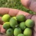 精选2026年海南莲蓬果万亩种植园现摘现发