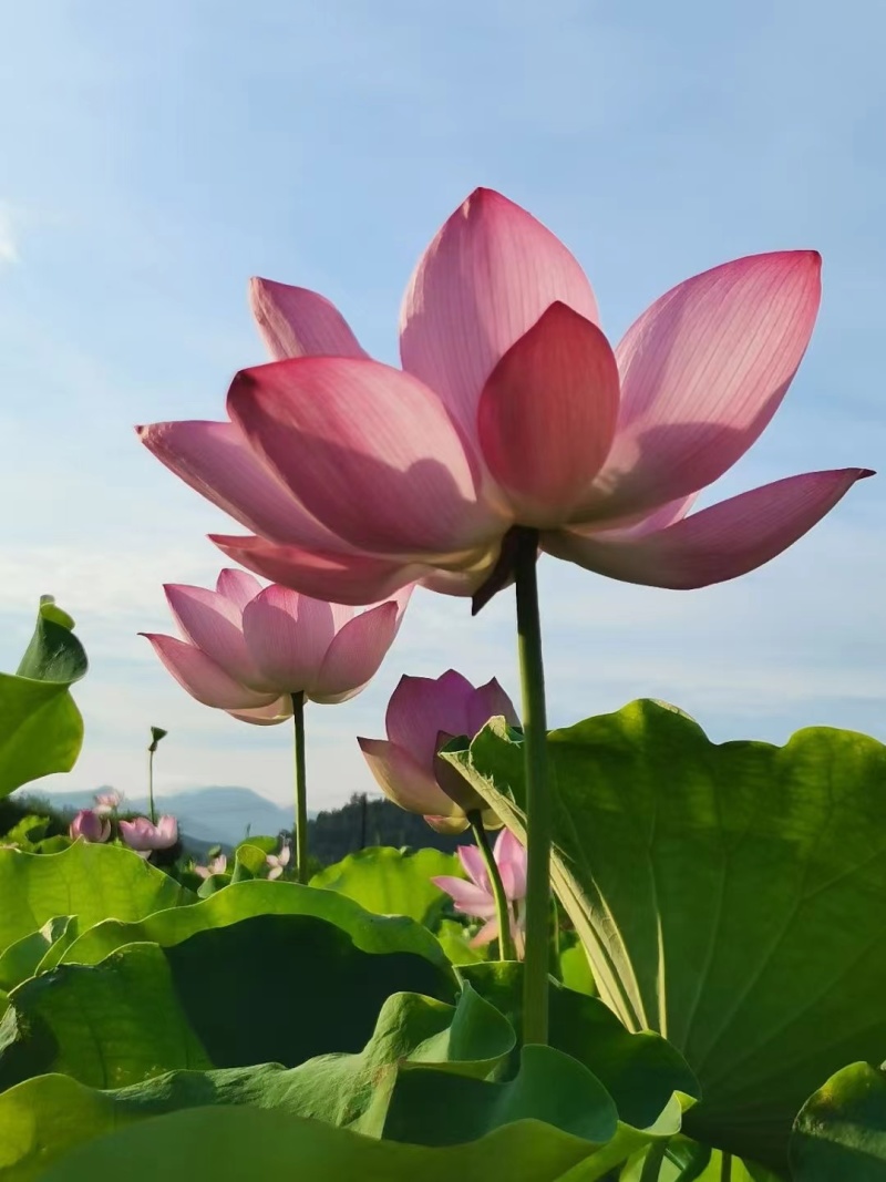 精选2026年海南莲蓬果万亩种植园现摘现发
