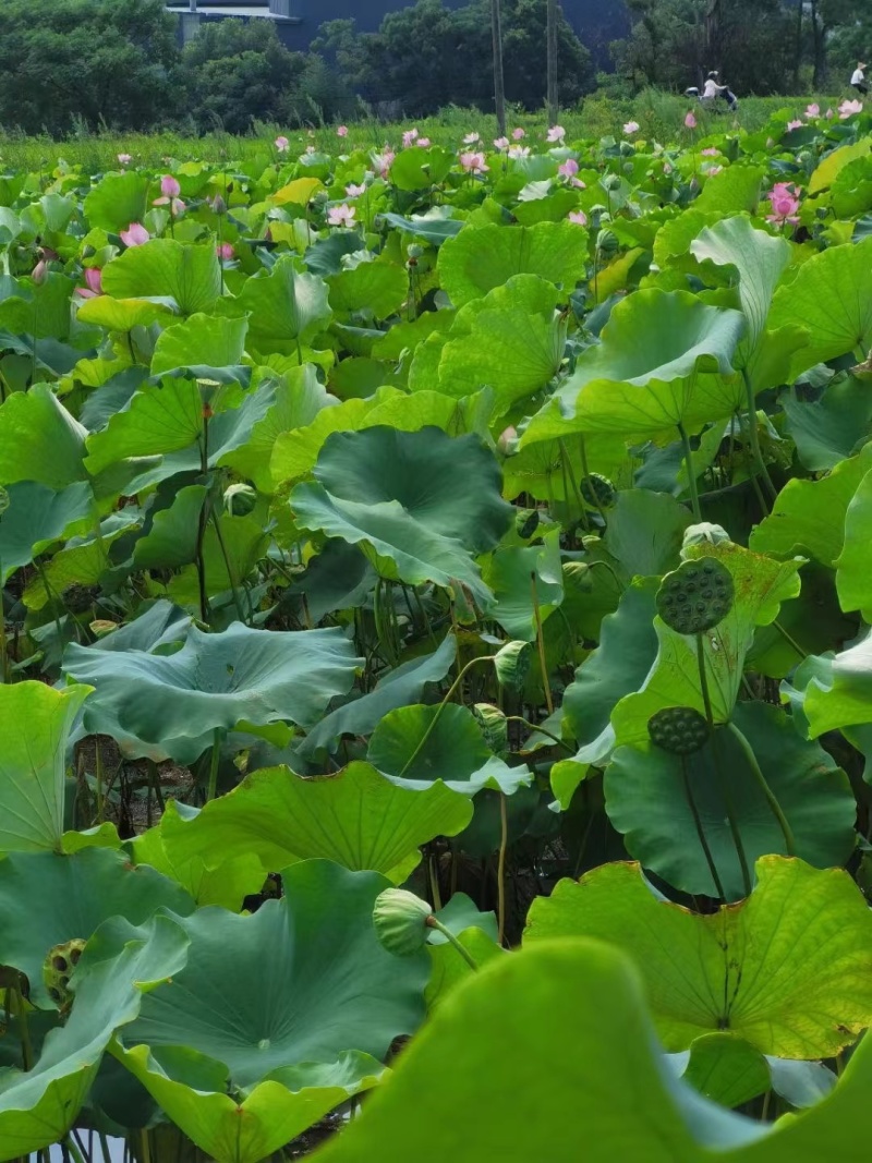 精选2026年海南莲蓬果万亩种植园现摘现发