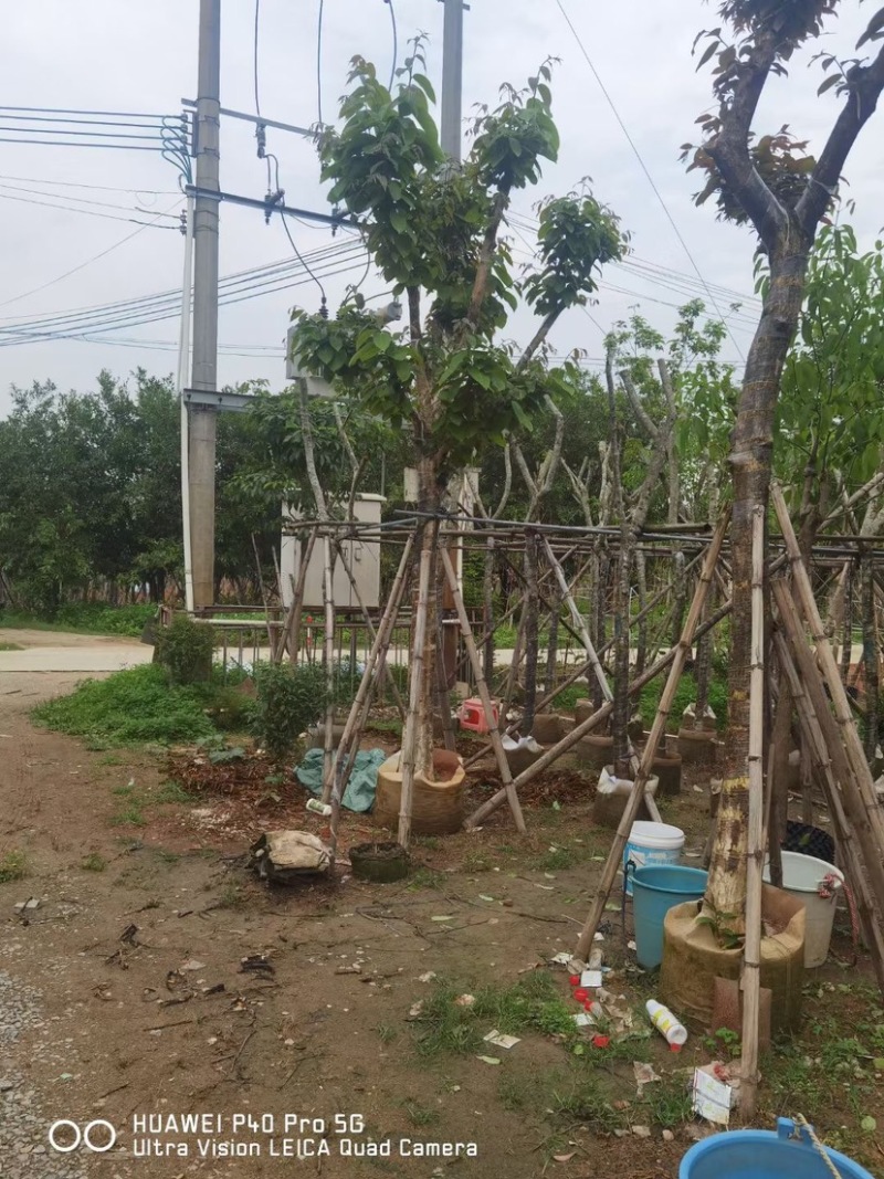 大骨架大叶紫薇基地直销规格齐全欢迎老板来电咨询合作