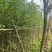 银杏树基地直销规格齐全欢迎老板来电咨询合作