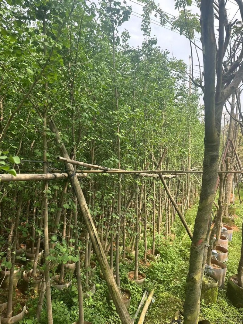 银杏树基地直销规格齐全欢迎老板来电咨询合作
