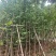 银杏树基地直销规格齐全欢迎老板来电咨询合作