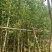 银杏树基地直销规格齐全欢迎老板来电咨询合作