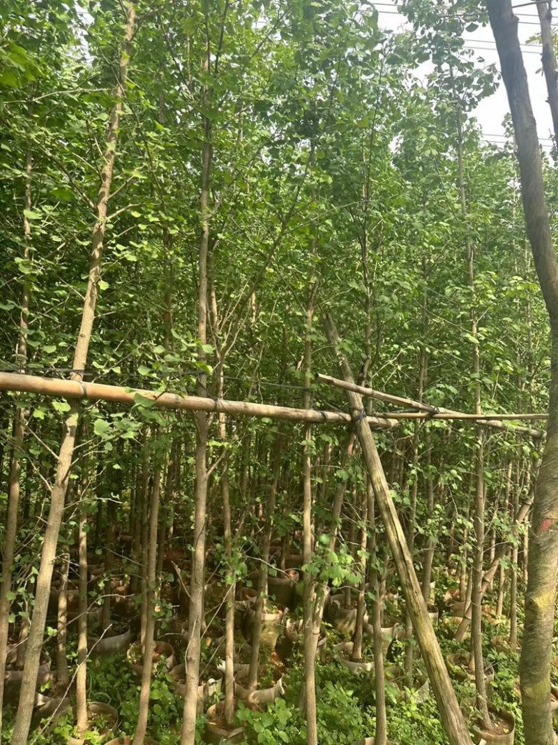 银杏树基地直销规格齐全欢迎老板来电咨询合作