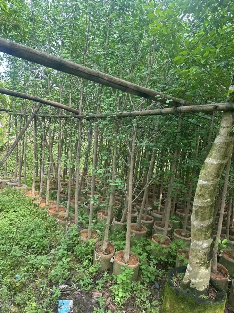 银杏树基地直销规格齐全欢迎老板来电咨询合作