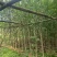 银杏树基地直销规格齐全欢迎老板来电咨询合作