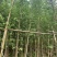 银杏树基地直销规格齐全欢迎老板来电咨询合作