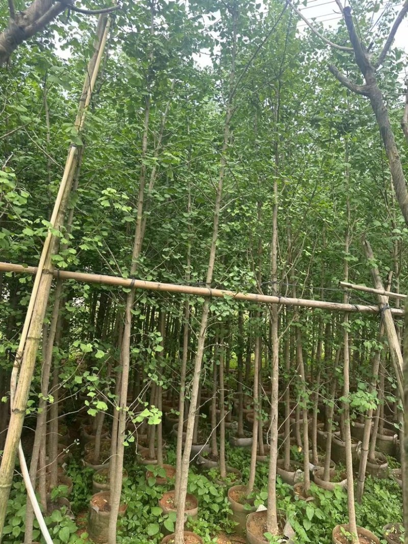 银杏树基地直销规格齐全欢迎老板来电咨询合作