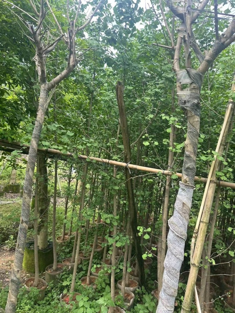 银杏树基地直销规格齐全欢迎老板来电咨询合作