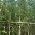 银杏树基地直销规格齐全欢迎老板来电咨询合作