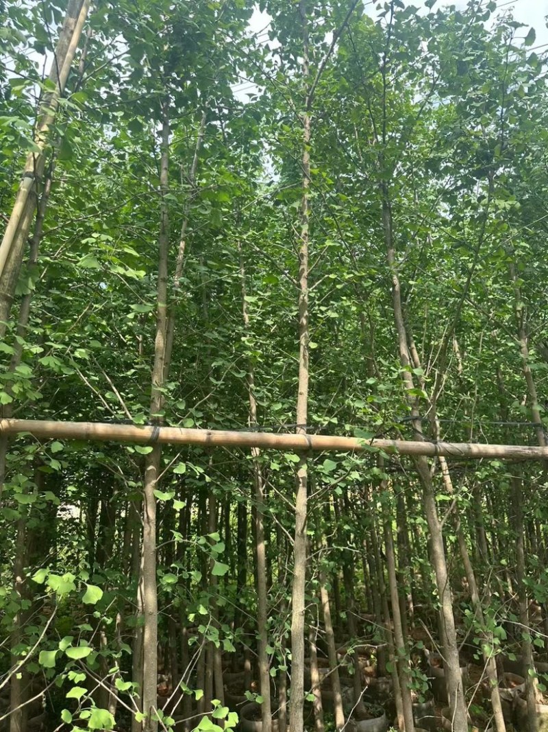 银杏树基地直销规格齐全欢迎老板来电咨询合作