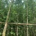 银杏树基地直销规格齐全欢迎老板来电咨询合作