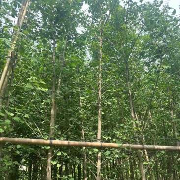 银杏树基地直销规格齐全欢迎老板来电咨询合作