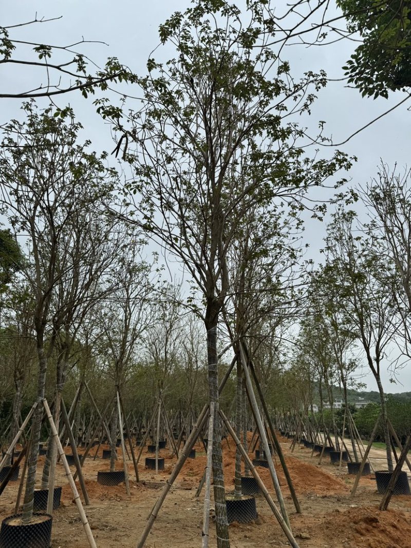 全冠黄花风铃木基地直销规格齐全欢迎老板来电咨询合作