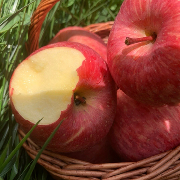 【红富士苹果】精品陕西红富士苹果一件代发大吨位供应电商