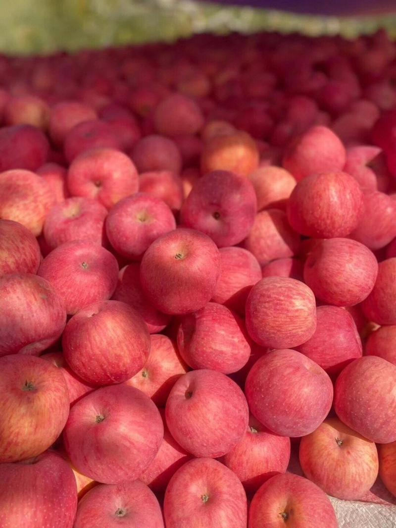 【红富士苹果】精品陕西红富士苹果一件代发大吨位供应电商