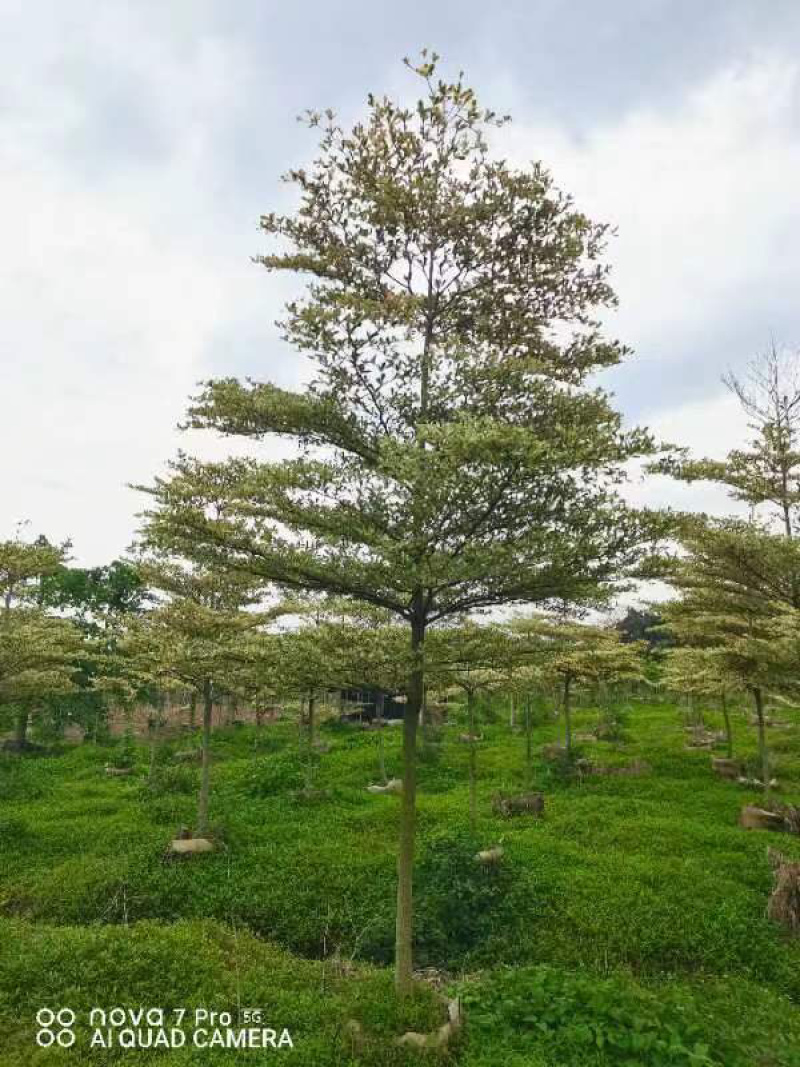 锦叶榄仁树基地直销规格齐全欢迎老板来电咨询合作