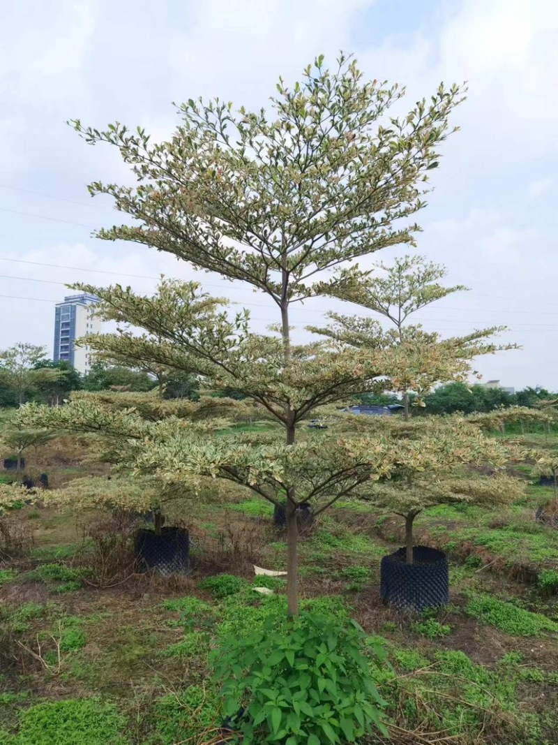 锦叶榄仁树基地直销规格齐全欢迎老板来电咨询合作