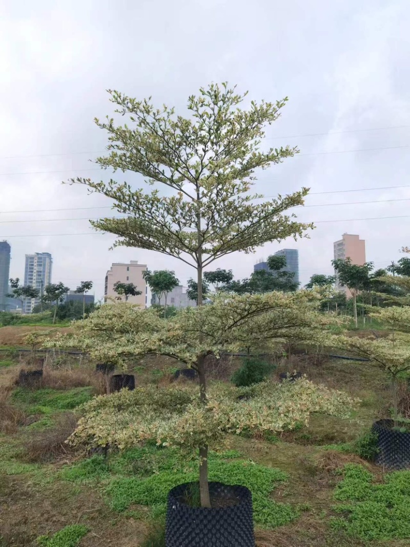 锦叶榄仁树基地直销规格齐全欢迎老板来电咨询合作