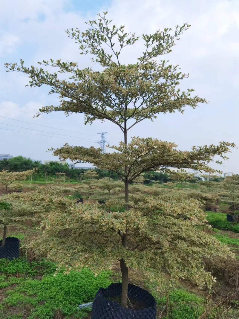 锦叶榄仁树基地直销规格齐全欢迎老板来电咨询合作