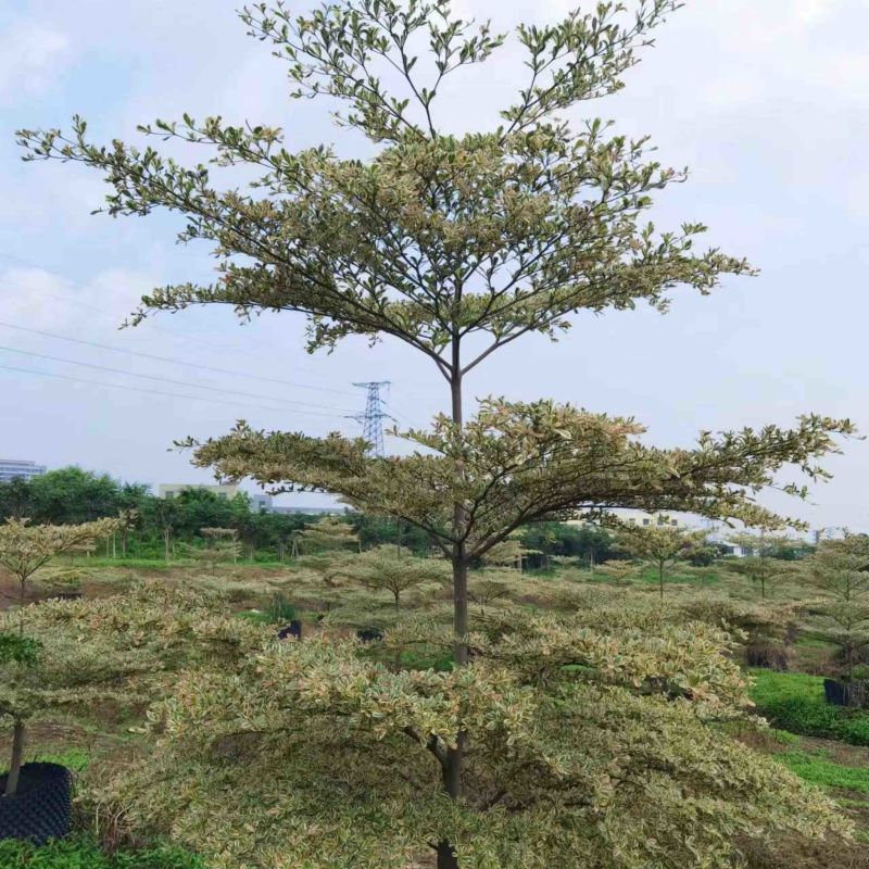 锦叶榄仁树基地直销规格齐全欢迎老板来电咨询合作