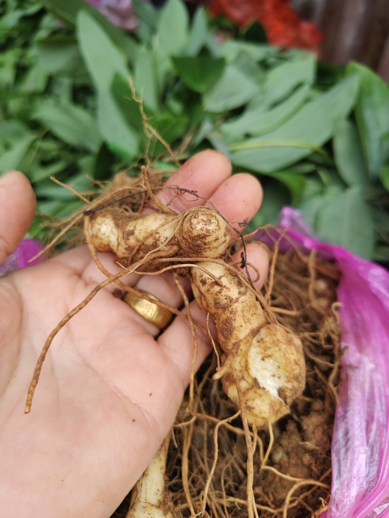 黄精种苗，三年种苗，家种炼化种苗