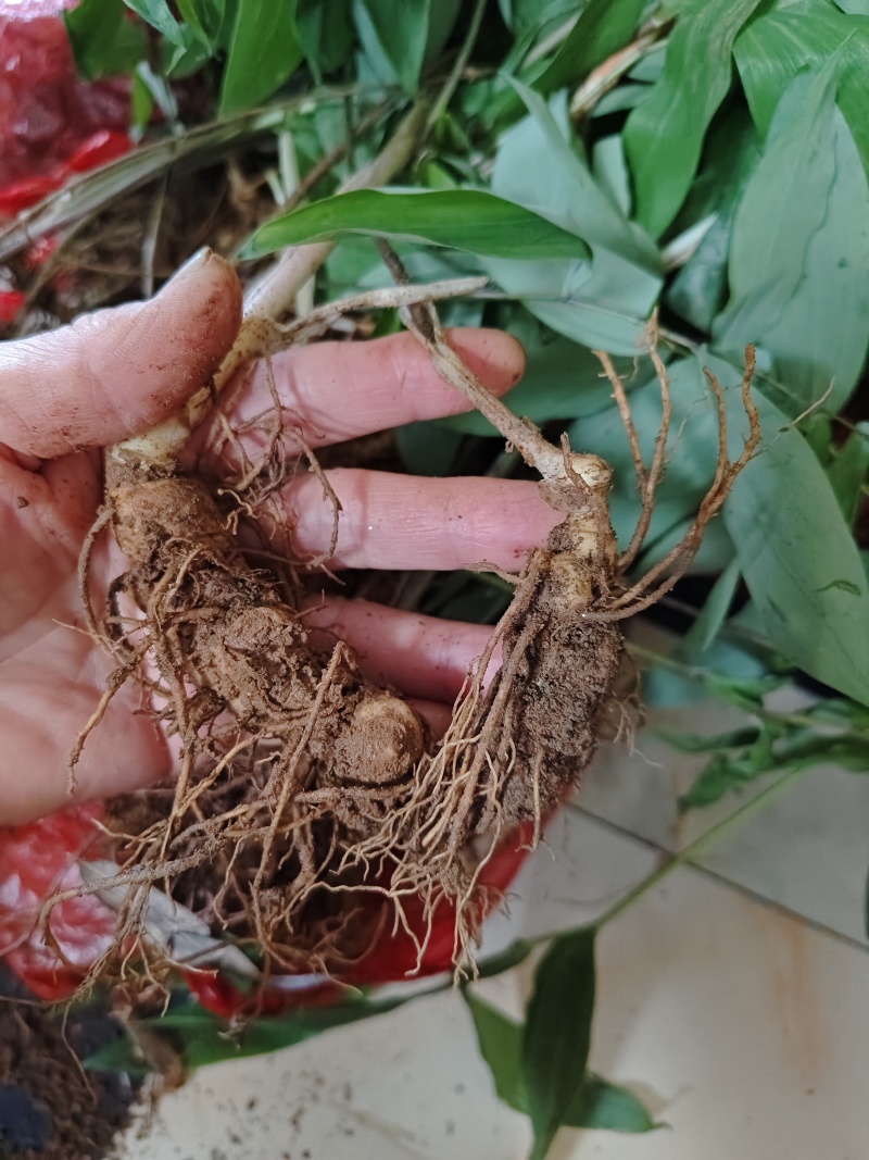 黄精种苗，三年种苗，家种炼化种苗
