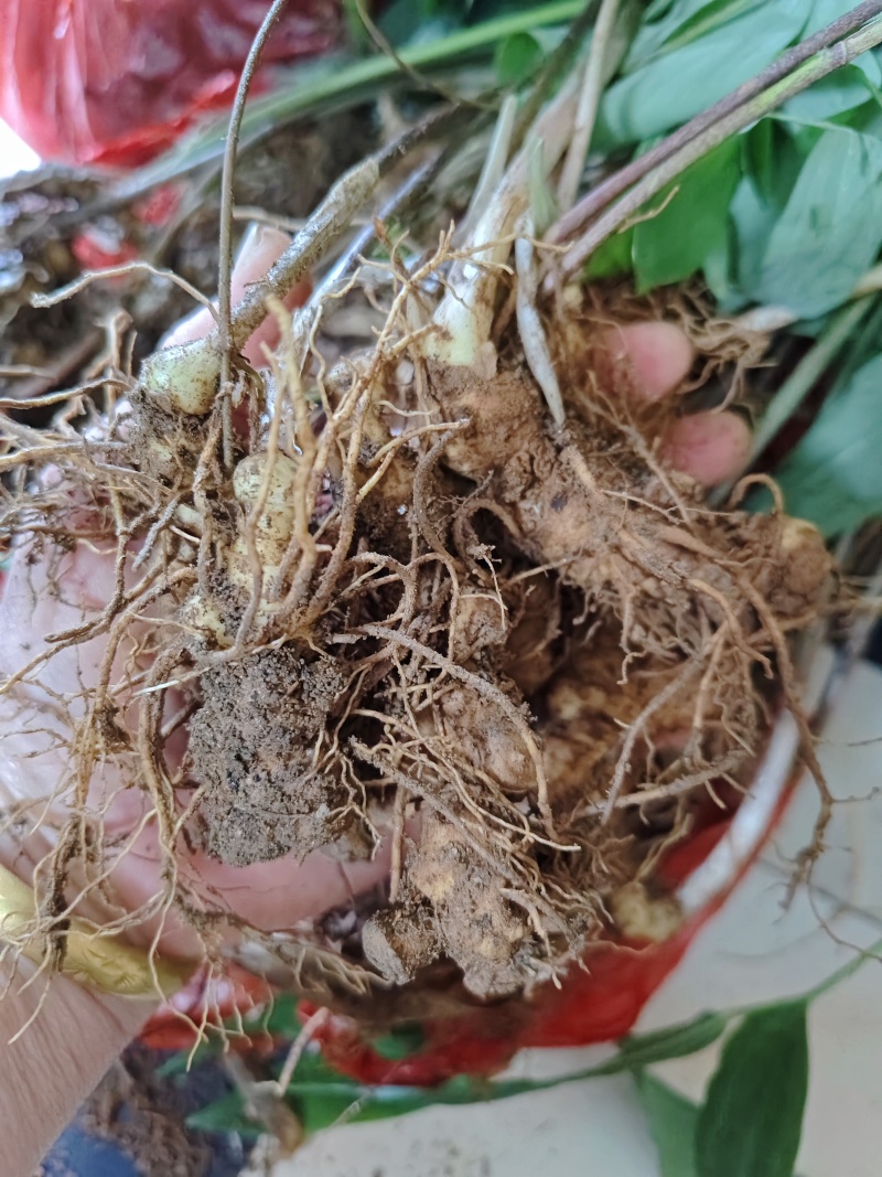 黄精种苗，三年种苗，家种炼化种苗