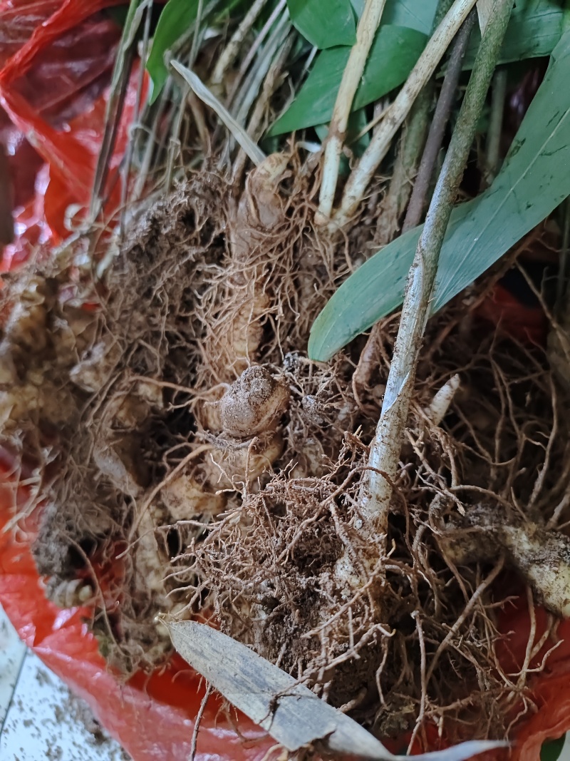 黄精种苗，三年种苗，家种炼化种苗