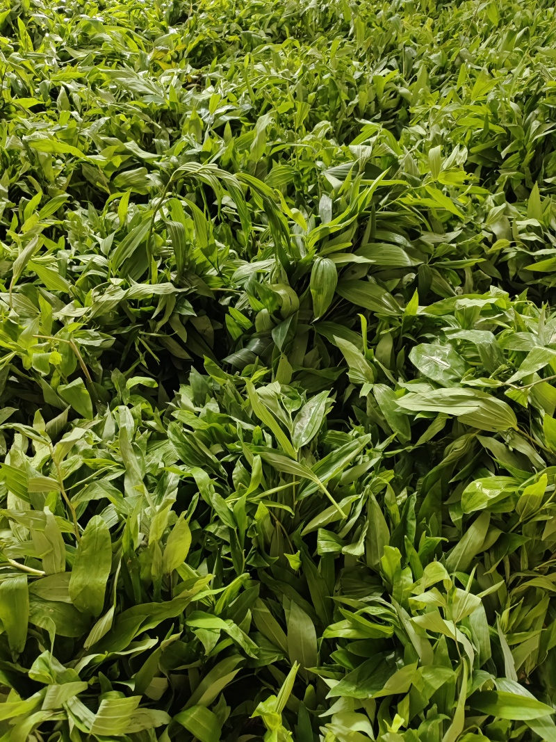 黄精种苗，三年种苗，家种炼化种苗