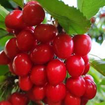 灵宝大樱桃：主要品种有美早、布鲁克斯、红灯、早大果等