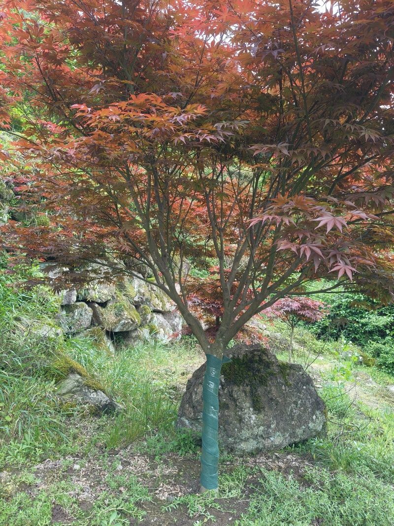 中国红枫D7cm、8cm，基地有量，欢迎来一亩田订购。