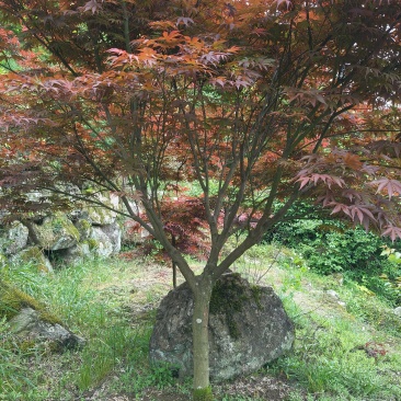 中国红枫D7cm、8cm，基地有量，欢迎来一亩田订购。