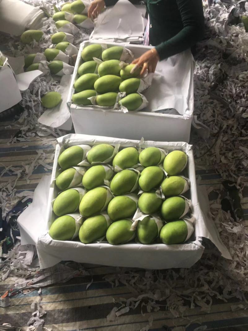 百色精品大青芒，一手货源，品质保证，一件代发，量大从优