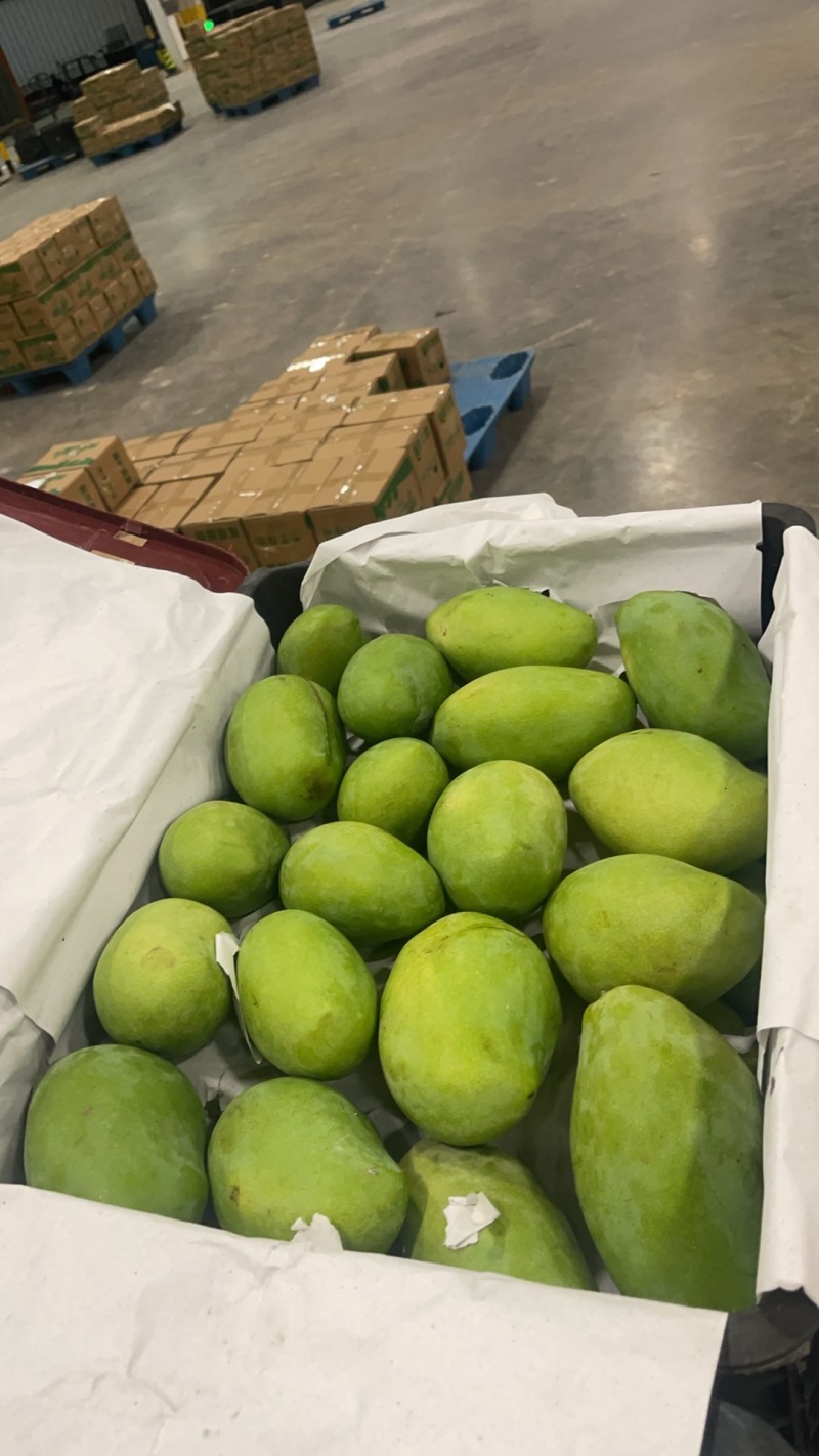 百色精品大青芒，一手货源，品质保证，一件代发，量大从优