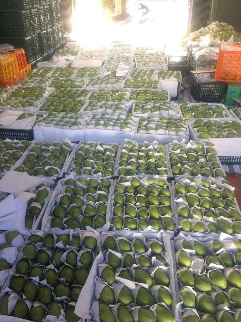 百色精品大青芒，一手货源，品质保证，一件代发，量大从优