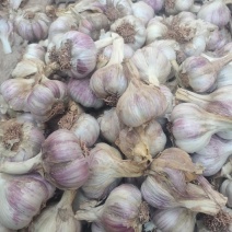 云南红皮大蒜干蒜种蒜产地直发欢迎来电咨询