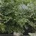 幸福树
