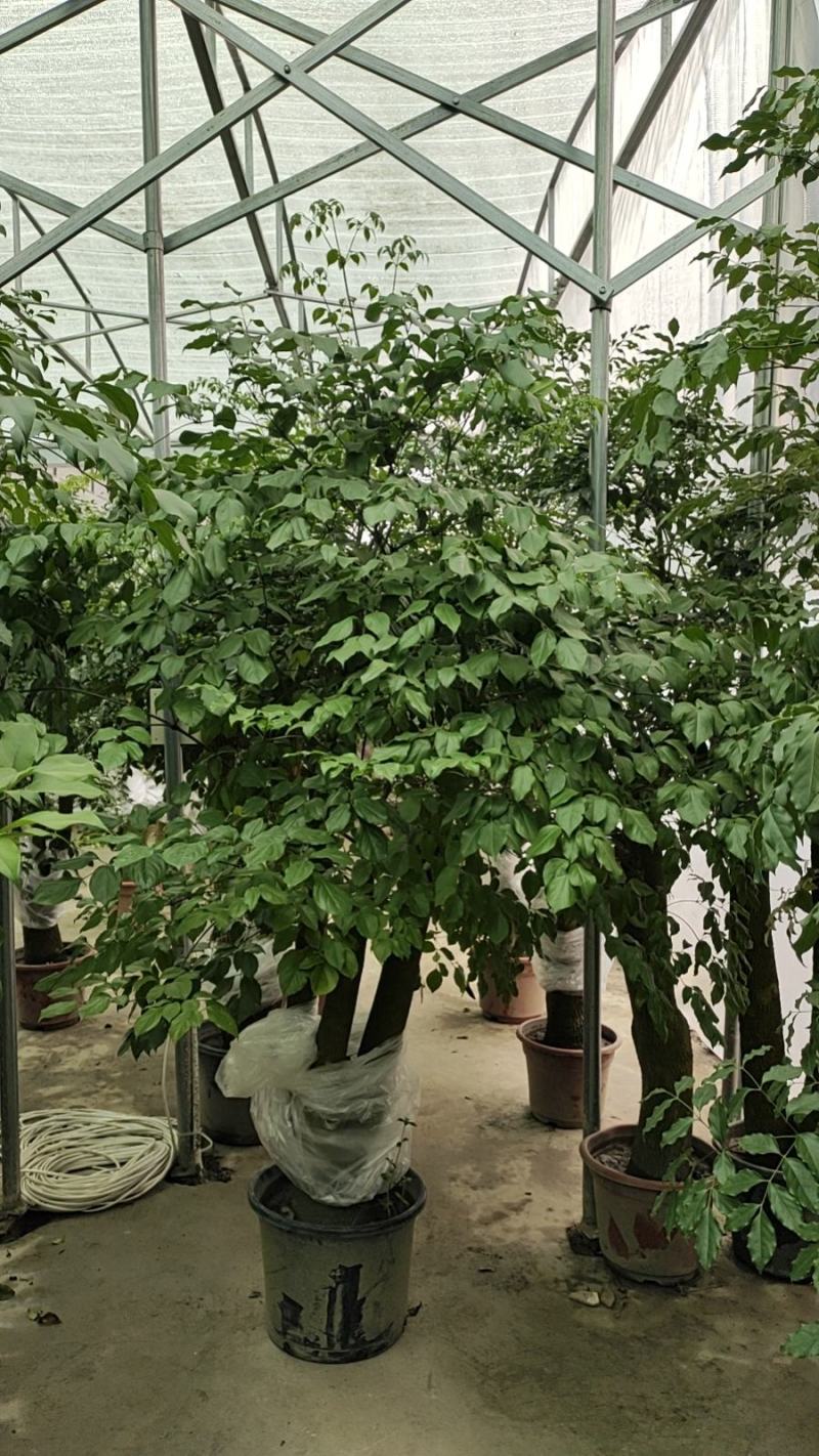 幸福树