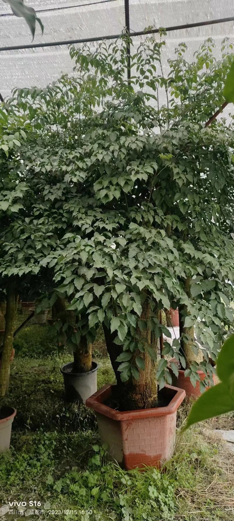 幸福树