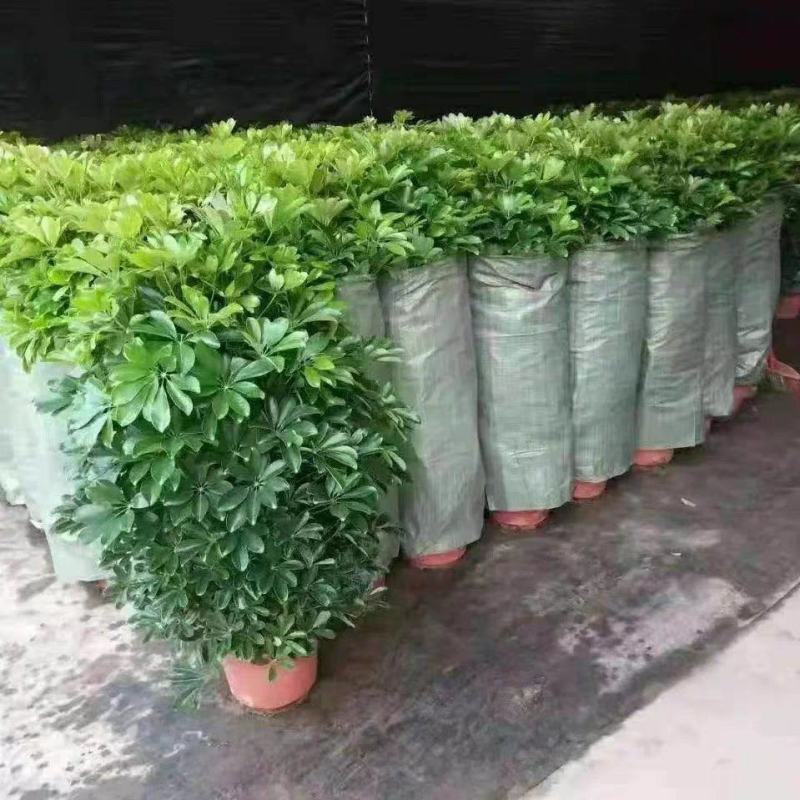 绿植租赁，绿植批发