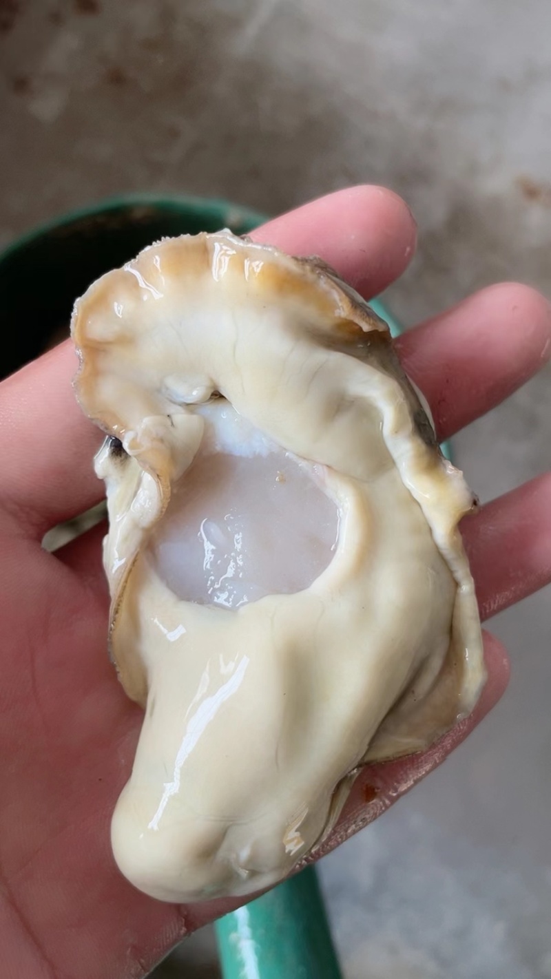 熟冻生蚝肉，适合各种酒店，捞汁店等，全国代发货
