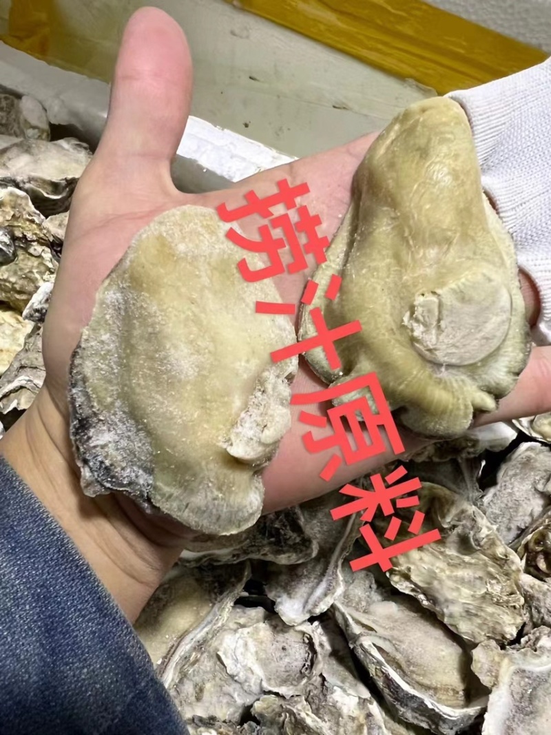 熟冻生蚝肉，适合各种酒店，捞汁店等，全国代发货