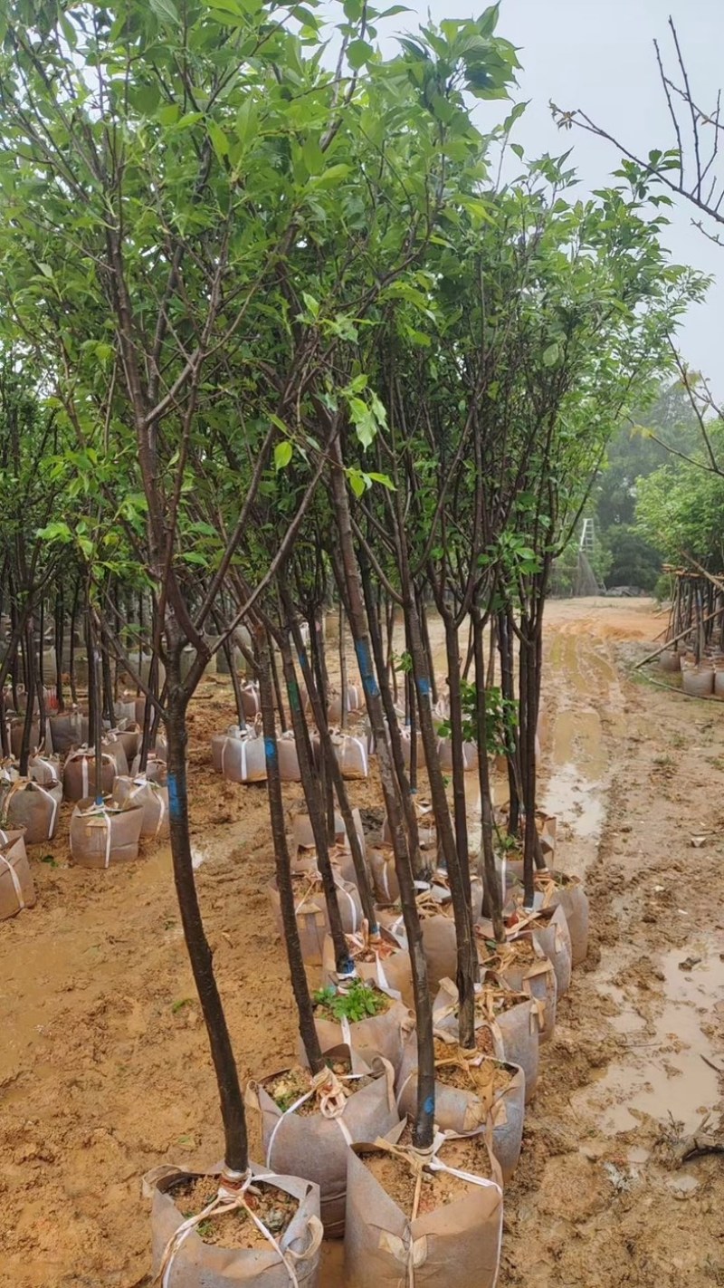 阳光樱3～5公分