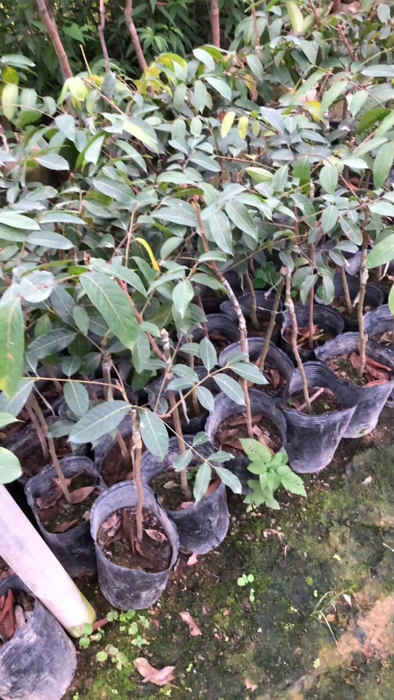 嫁接杯苗，三棯橄榄，灵峰橄榄，苏州橄榄