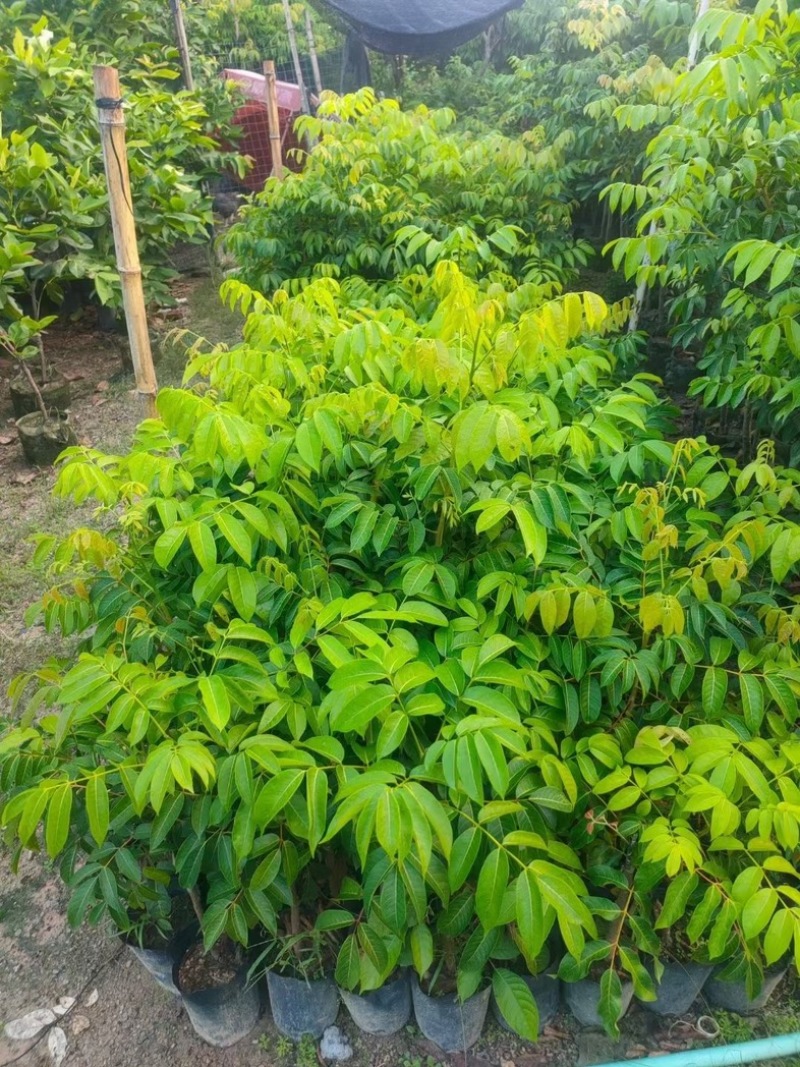 嫁接杯苗，三棯橄榄，灵峰橄榄，苏州橄榄