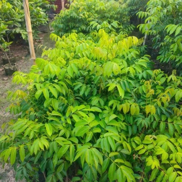 嫁接杯苗，三棯橄榄，灵峰橄榄，苏州橄榄